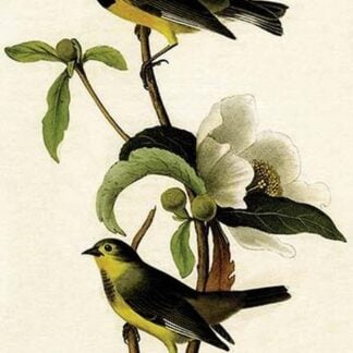 Bachman's Swamp Warbler by John James Audubon
