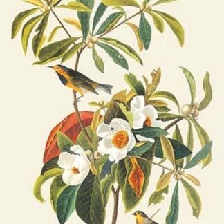 Bachman's Warbler by John James Audubon
