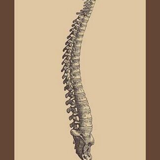 Backbone by Andreas Vesalius