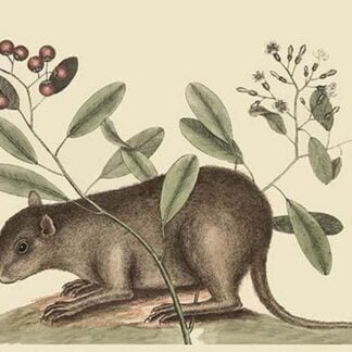 Bahama Coney by Mark Catesby