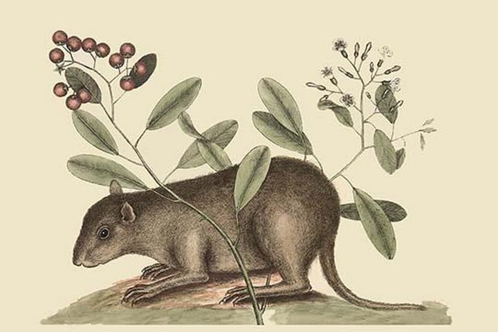 Bahama Coney by Mark Catesby