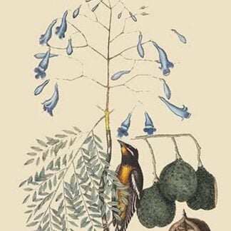 Bahama Finch by Mark Catesby