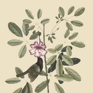 Bahama Sparrow by Mark Catesby