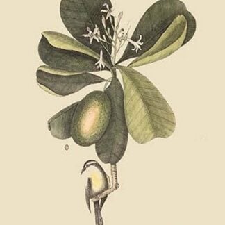 Bahama Titmouse by Mark Catesby #2