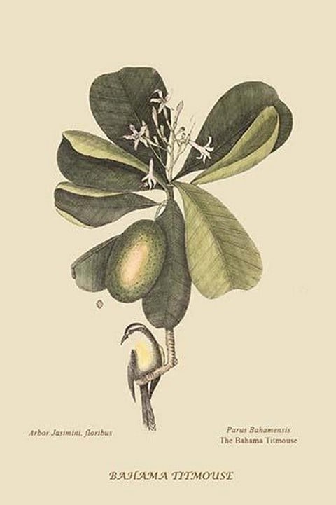 Bahama Titmouse by Mark Catesby #2