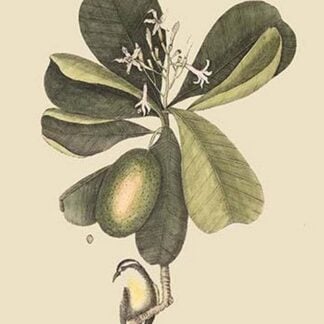 Bahama Titmouse by Mark Catesby