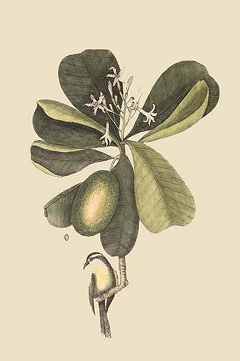 Bahama Titmouse by Mark Catesby