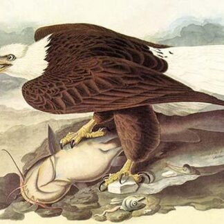 Bald Eagle 2 by John James Audubon