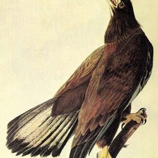 Bald Eagle by John James Audubon