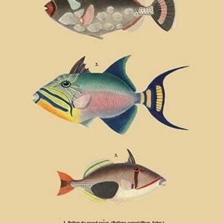 Baliste du Grand Ocean et al.