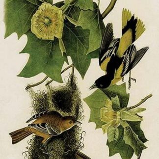 Baltimore Oriole by John James Audubon