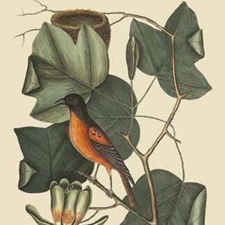Baltimore Oriole by Mark Catesby