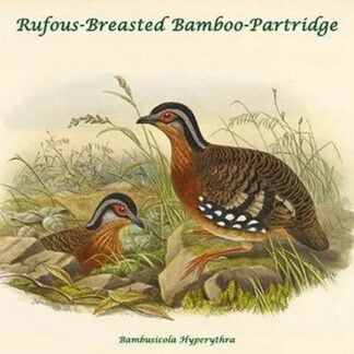 Bambusicola Hyperythra - Rufous-Breasted Bamboo-Partridge by John Gould