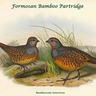 Bambusicola Sonorivox -Formosan Bamboo Partridge by John Gould