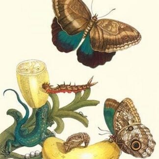 Banana Plant with Teucer Giant Owl Butterfly and a Rainbow whiptail Lizard by Maria Sibylla Merian