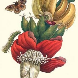 Banana Tree andMoths by Maria Sibylla Merian
