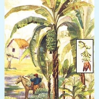 Banana Trees
