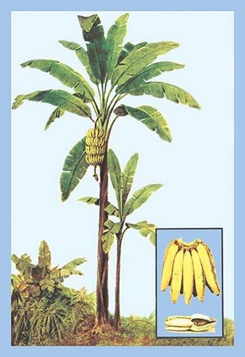 Banana