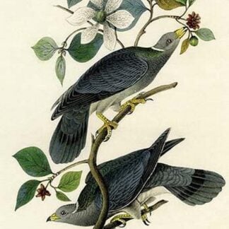 Band Tailed Dove or pigeon by John James Audubon