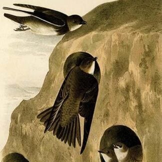 Bank Swallow by John James Audubon