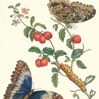 Barbados Cherry Tree with a Moth by Maria Sibylla Merian