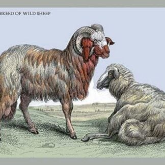 Barbary Breed of Wild Sheep by John Stewart