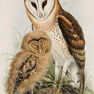 Barn Owl by John Gould