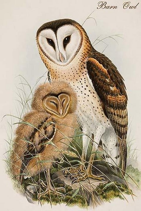 Barn Owl by John Gould