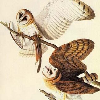 Barn Owl by John James Audubon