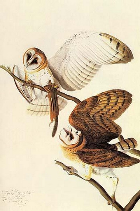 Barn Owl by John James Audubon