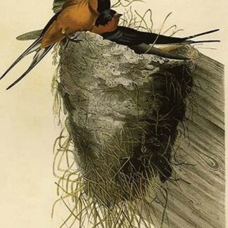 Barn or Chimney Swallow by John James Audubon