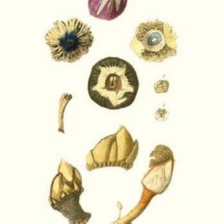 Barnacle Shell By John Mawe