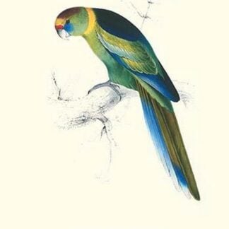 Barnard's Parakeet - Barnardius Zonarius Barnardi by Edward Lear