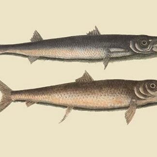 Barracuda by Mark Catesby
