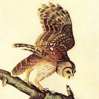 Barred Owl by John James Audubon #2