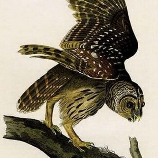 Barred Owl by John James Audubon