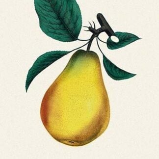Bartlett Pear