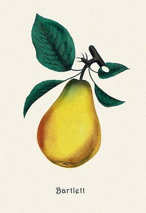 Bartlett Pear