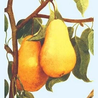 Bartlett Pears