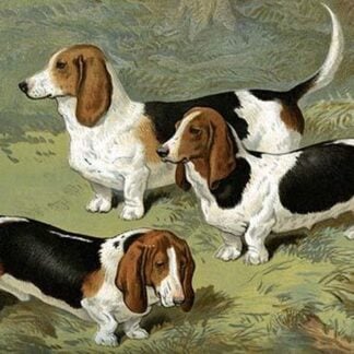 Basset Hounds by Vero Shaw