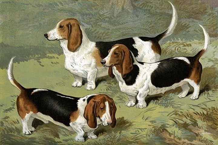 Basset Hounds by Vero Shaw