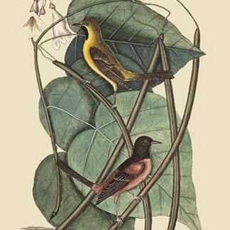 Bastard Baltimore Bird by Mark Catesby