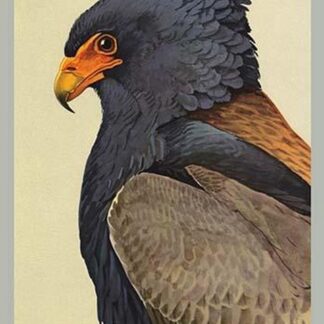 Bateleur Eagle by Louis Agassiz Fuertes #2