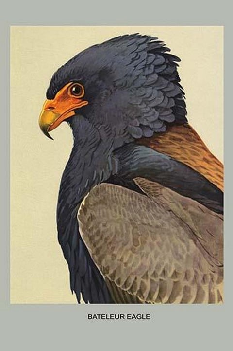 Bateleur Eagle by Louis Agassiz Fuertes #2