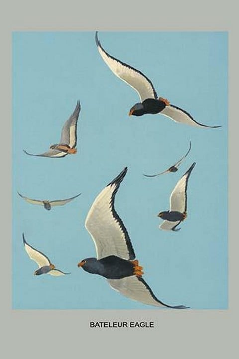 Bateleur Eagle by Louis Agassiz Fuertes