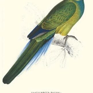 Bauer's Parakeet - Bauer Barnardius Donzarius by Edward Lear