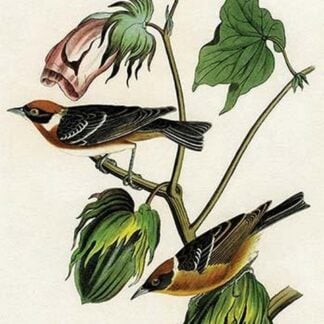 Bay Breasted Wood Warbler by John James Audubon