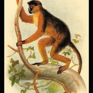 Bay Guereza by G.R. Waterhouse