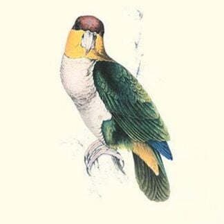 Bay Headed Parrot - Pionites Leucogasper by Edward Lear