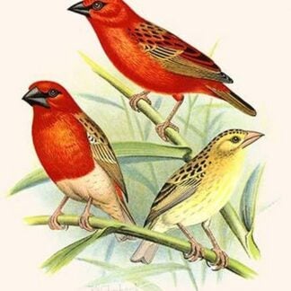 Baya Weaver by Frederick William Frohawk